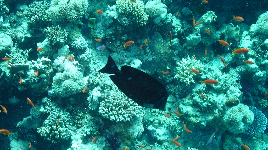 Original image